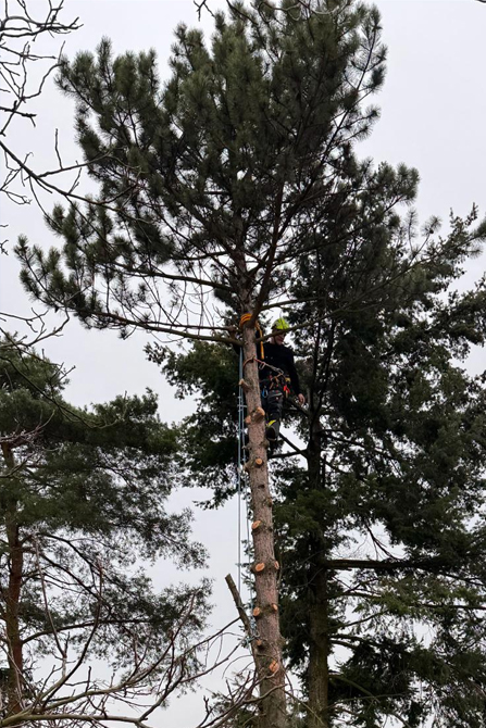 Kácení borovice nad plotem – fáze 1