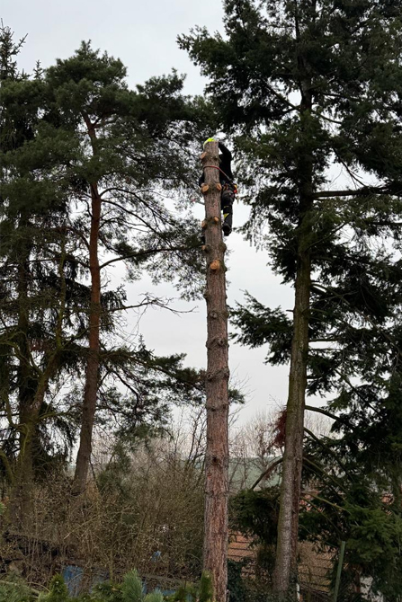 Kácení borovice nad plotem – fáze 2
